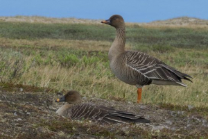 Gumennik (гусак) Gumennik (гусак)